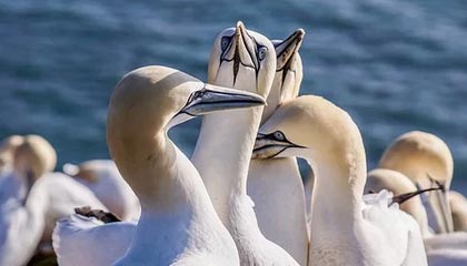 波爾多亞隊主場告捷，王者之師晉級之路再添輝煌！