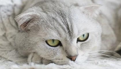 镇守后防！恒大铁卫大放异彩，中超冠军梦再添砝码